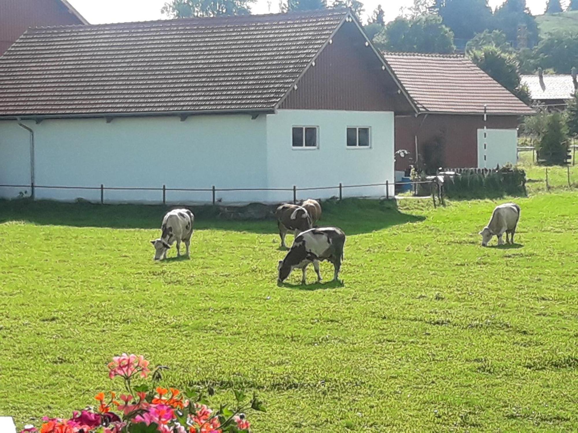 Gaestehaus Reisacher - Einzelzimmer Peiting Esterno foto